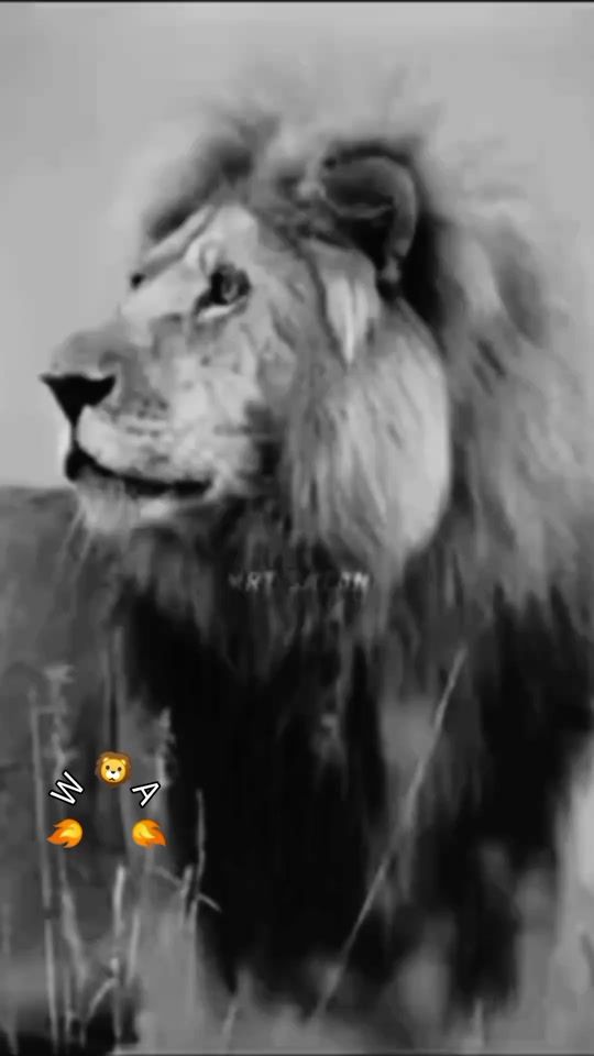 TikTok video thumbnail by waris_shah760