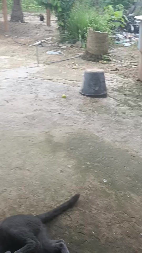 TikTok video thumbnail by fatimasantoss15