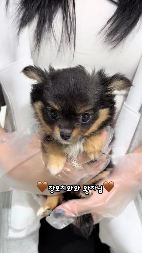 TikTok video thumbnail by ohdog58