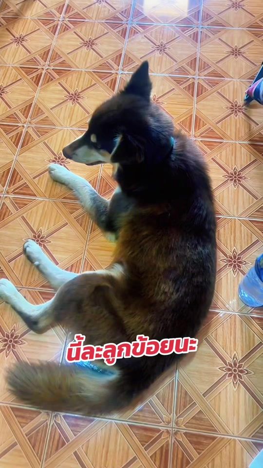 TikTok video thumbnail by landysisouphone