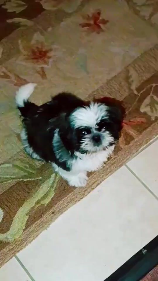TikTok video thumbnail by emil_juarez
