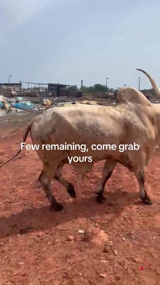 TikTok video thumbnail by hm_farms1