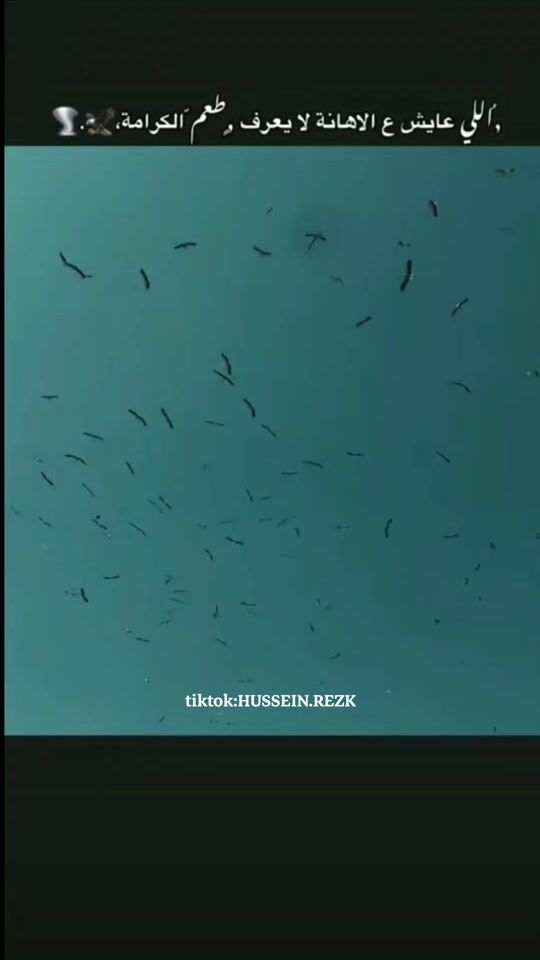 TikTok video thumbnail by houssein.rezk
