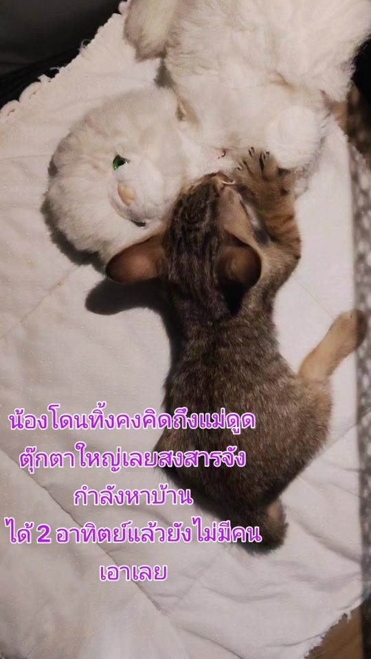 TikTok video thumbnail by prapavarincharanan