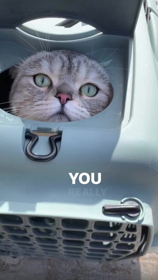 TikTok video thumbnail by purrfect_4ever