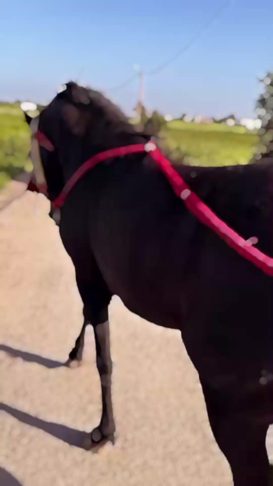 TikTok video thumbnail by drissalaoui19