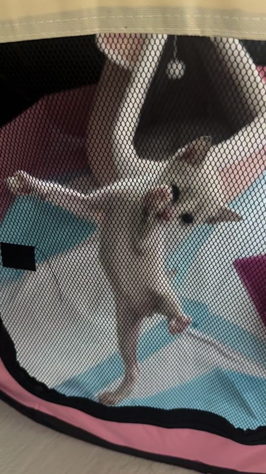 TikTok video thumbnail by v10garage__