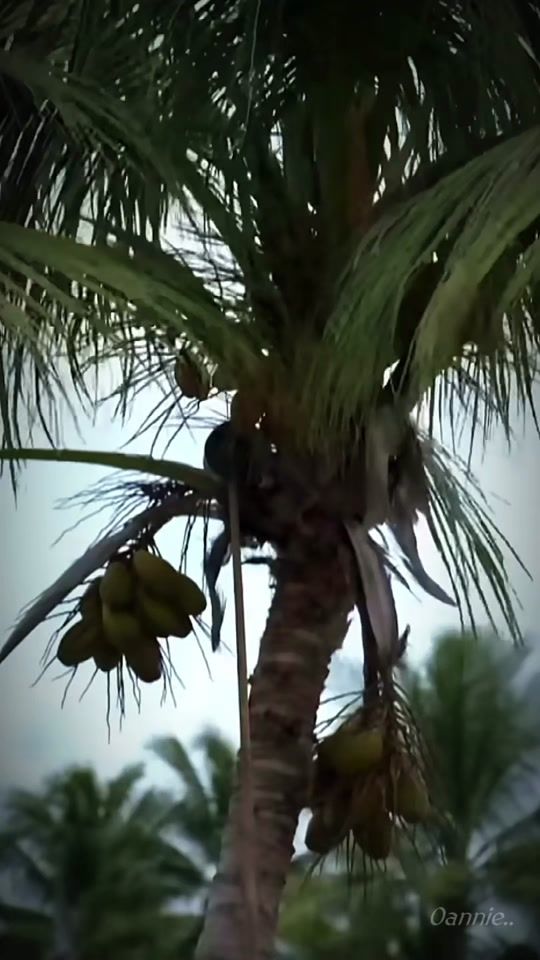 TikTok video thumbnail by annie_peraya