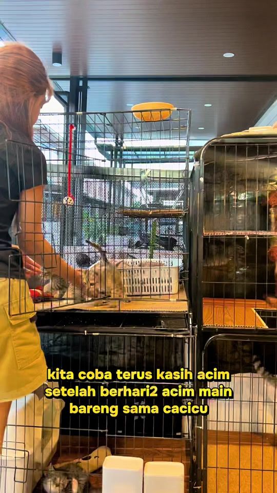 TikTok video thumbnail by cucing.ceo