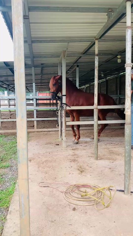 TikTok video thumbnail by carlosrojas0687