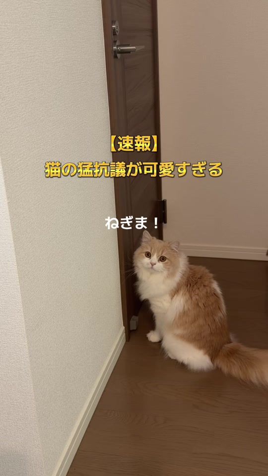 TikTok video thumbnail by negima20240223
