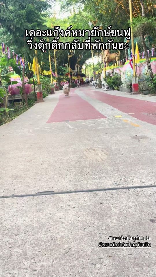 TikTok video thumbnail by tample.dog