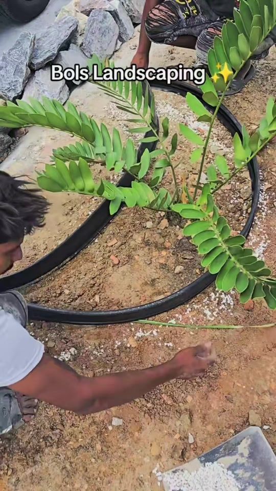 TikTok video thumbnail by bolslandscaping