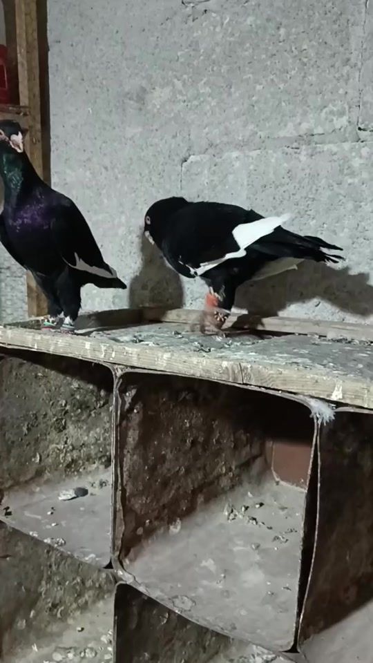 TikTok video thumbnail by a..li32