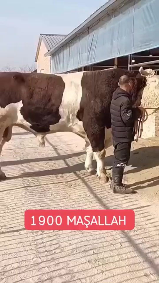TikTok video thumbnail by 68taner