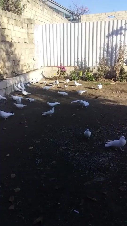 TikTok video thumbnail by ilkinmusayev056