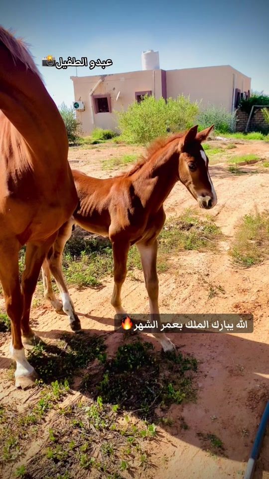 TikTok video thumbnail by abdo_26.ali