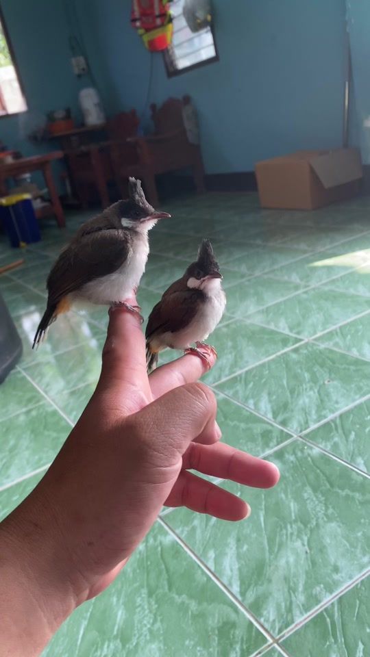 TikTok video thumbnail by nipitphon.khueank