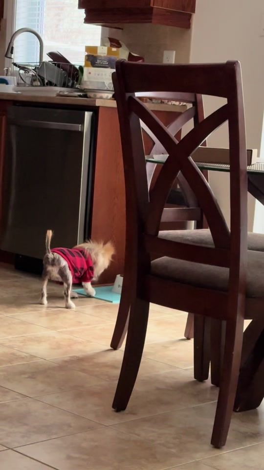 TikTok video thumbnail by dogmama2.0
