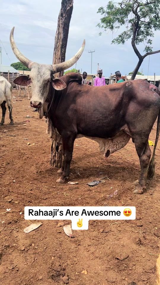 TikTok video thumbnail by hajjbello2farm
