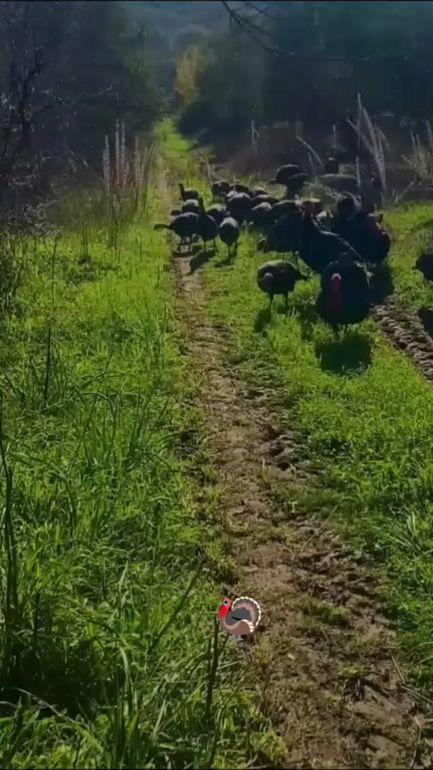 TikTok video thumbnail by goldenflagfarm