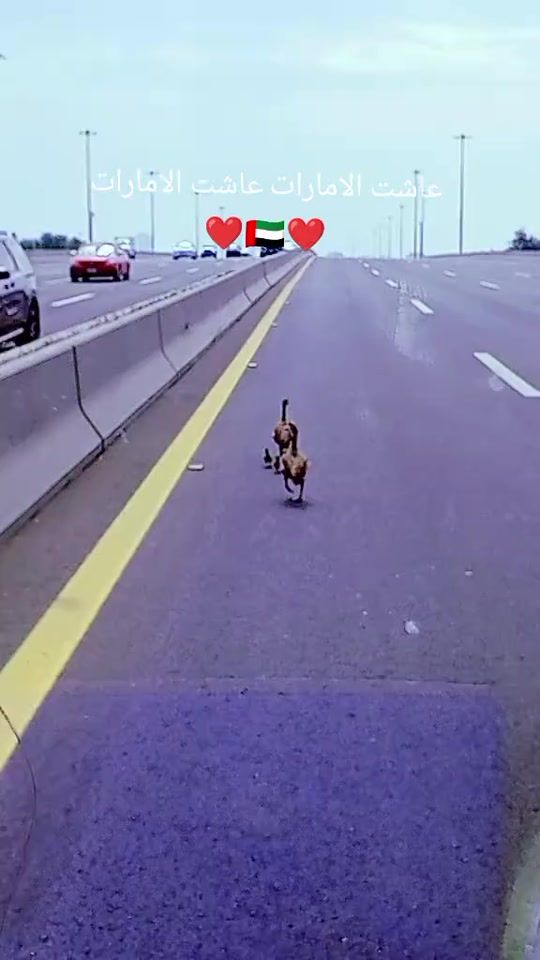 TikTok video thumbnail by dervish999