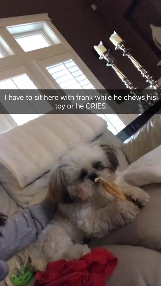 TikTok video thumbnail by frankietheshiht