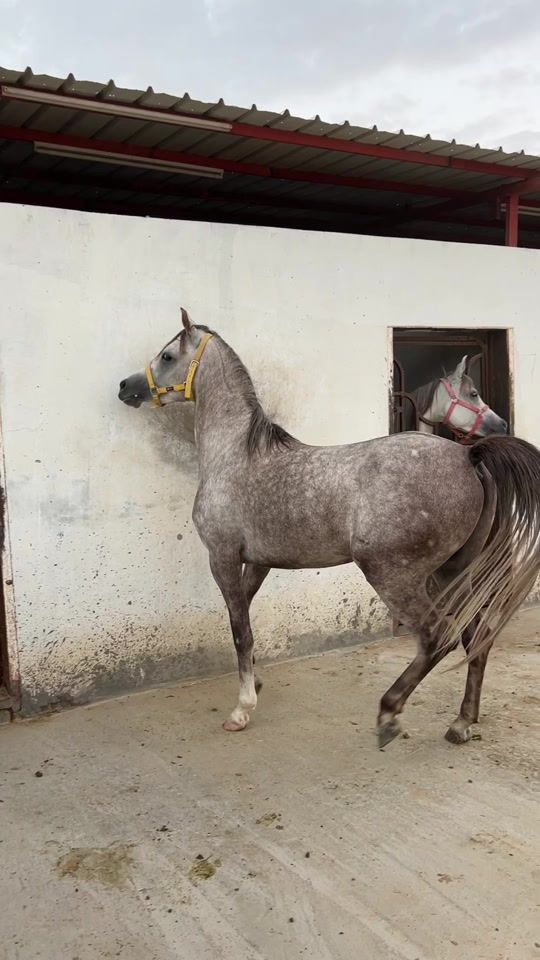 TikTok video thumbnail by z72z70