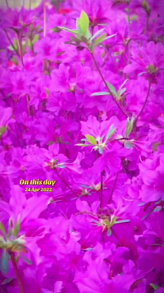 TikTok video thumbnail by anamol_rahar