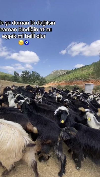 TikTok video thumbnail by songull.33