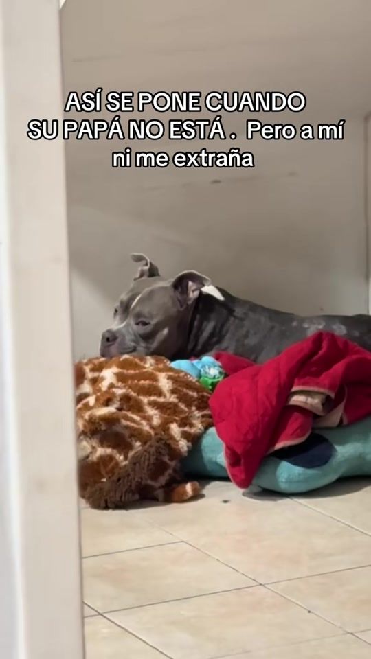 TikTok video thumbnail by bucefaloalejandro