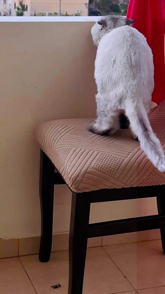 TikTok video thumbnail by kokofier