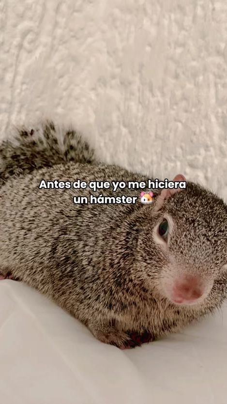 TikTok video thumbnail by pipi_la_ardilla