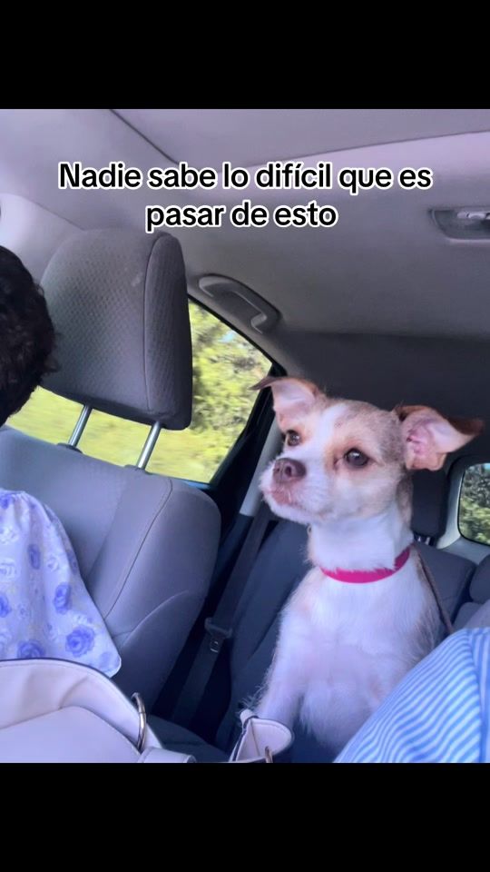 TikTok video thumbnail by krenkstro23