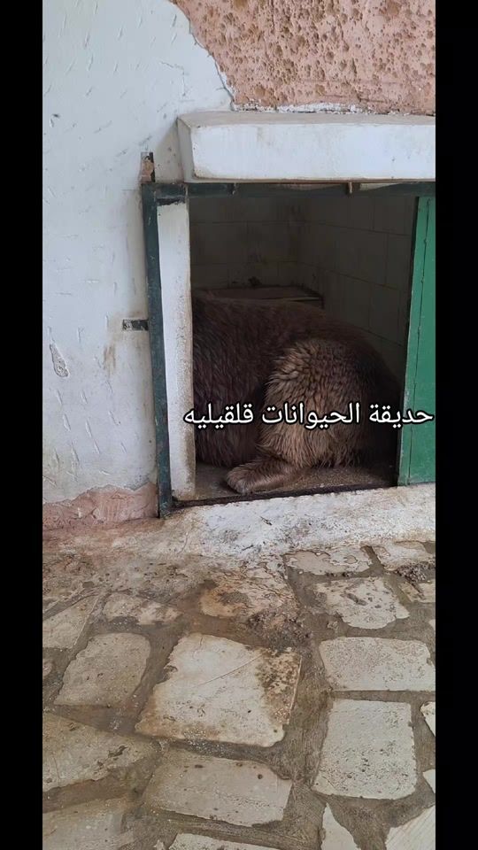 TikTok video thumbnail by mustafa.755