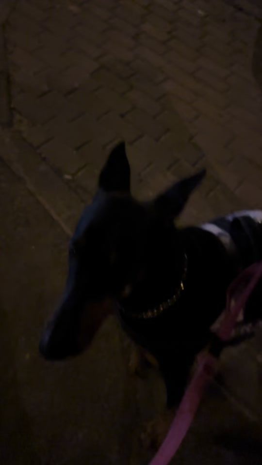 TikTok video thumbnail by doberman.hera