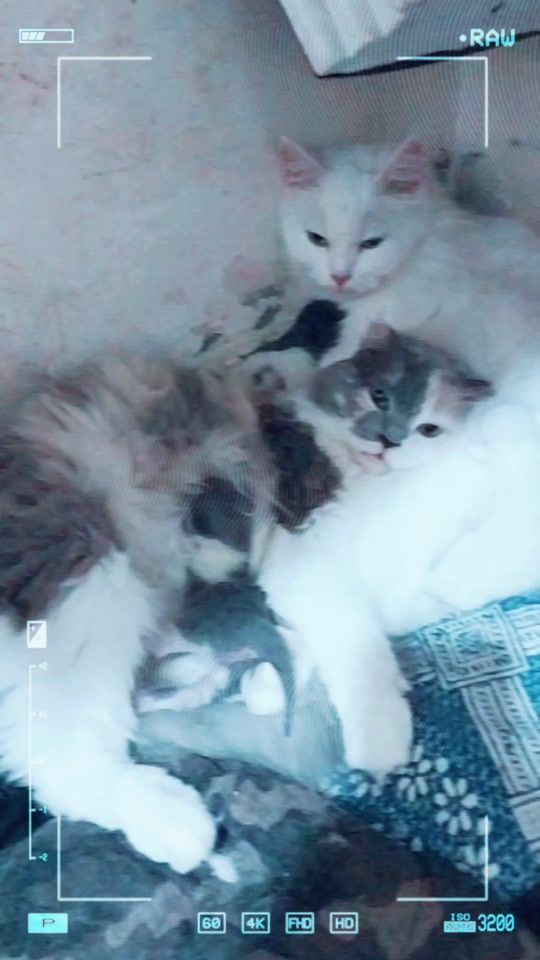 TikTok video thumbnail by catlovers121284