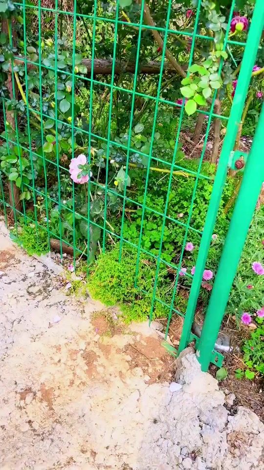 TikTok video thumbnail by flowerlovers48