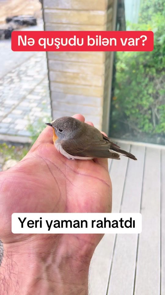 TikTok video thumbnail by bronzas_home
