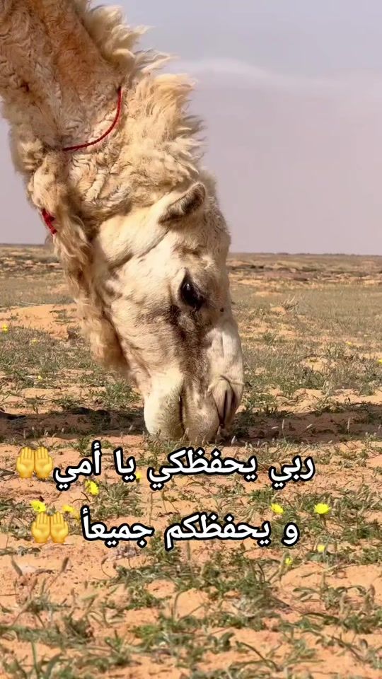 TikTok video thumbnail by toubawi212