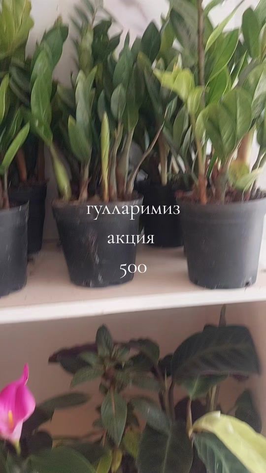 TikTok video thumbnail by ummigulsum5