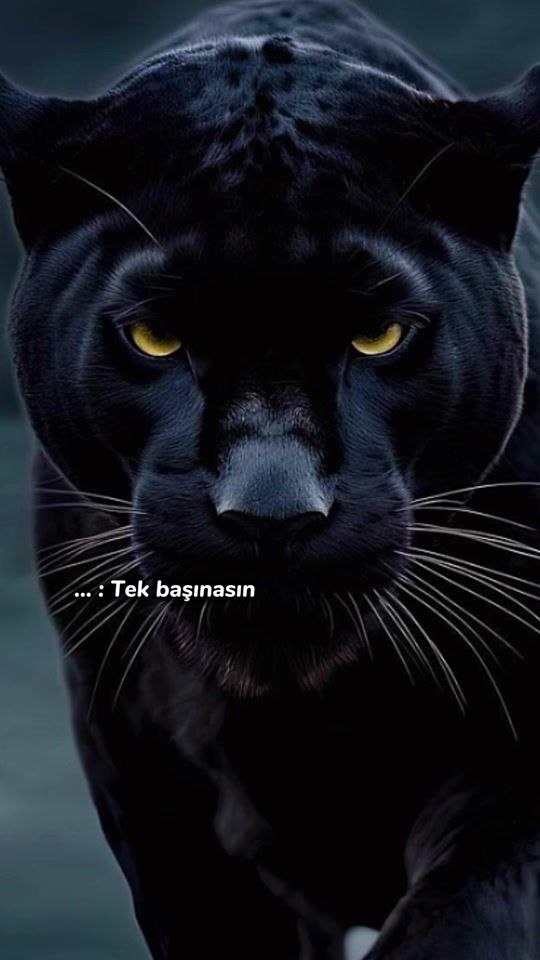 TikTok video thumbnail by bendis.999