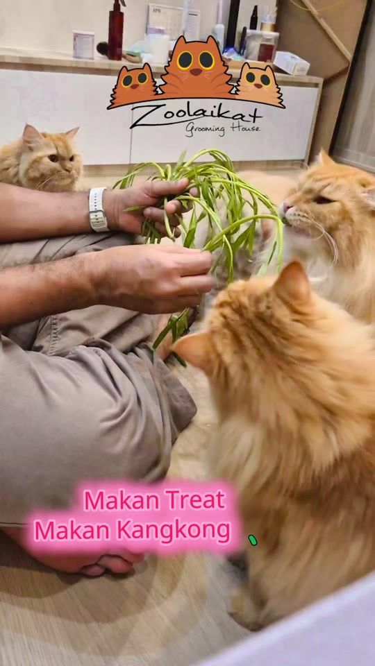 TikTok video thumbnail by gingercatloft