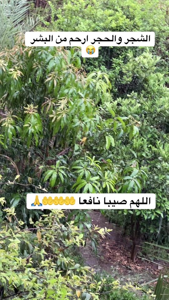 TikTok video thumbnail by borkan.live
