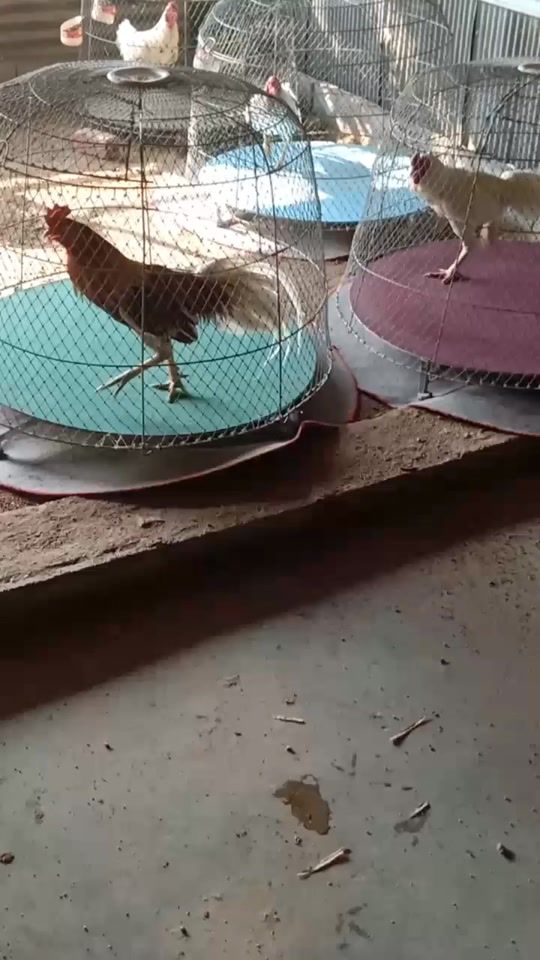 TikTok video thumbnail by limshea