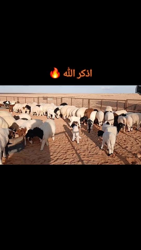 TikTok video thumbnail by ambark_01