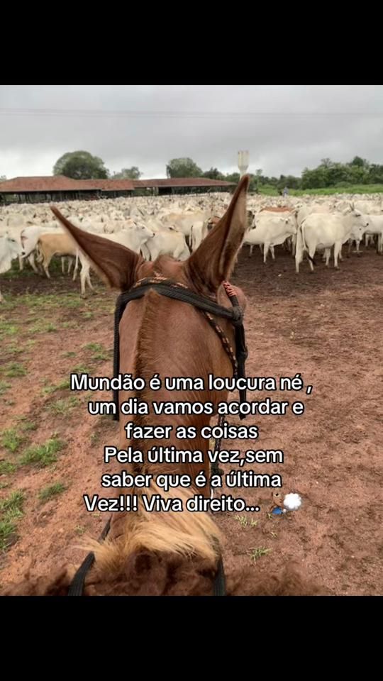 TikTok video thumbnail by soares174
