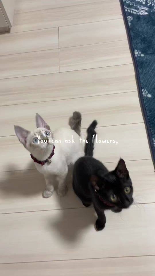 TikTok video thumbnail by usercmkn8g6y2a