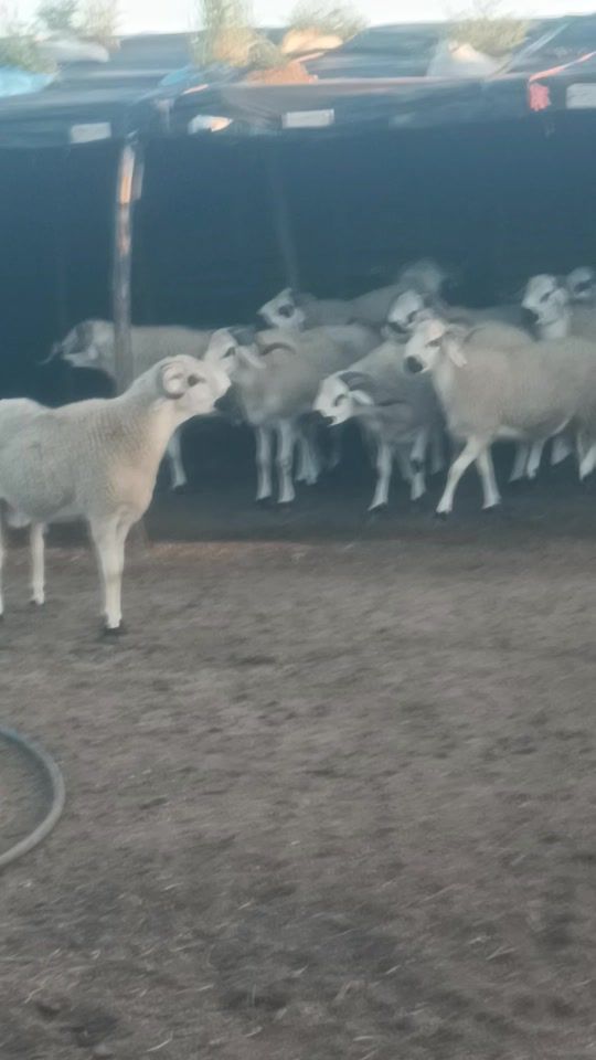 TikTok video thumbnail by chabala1123