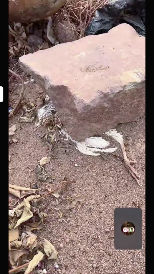 TikTok video thumbnail by userttzflmfyo9